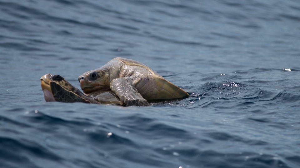 Mer tortue de mer
 reptile