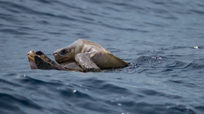 Sea turtle reptile Photo