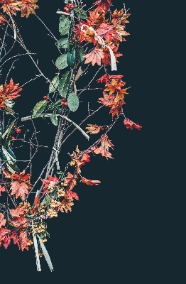 Tree branch blossom plant Photo