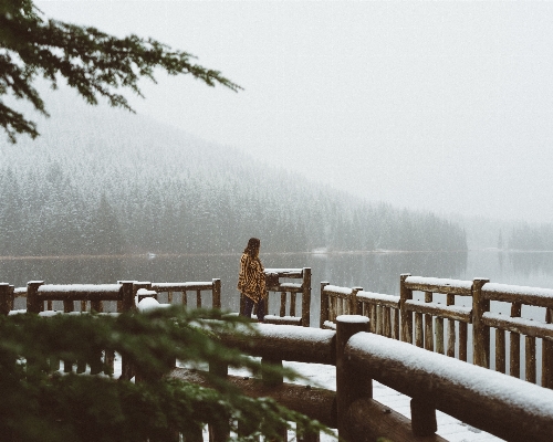 Tree water snow winter Photo