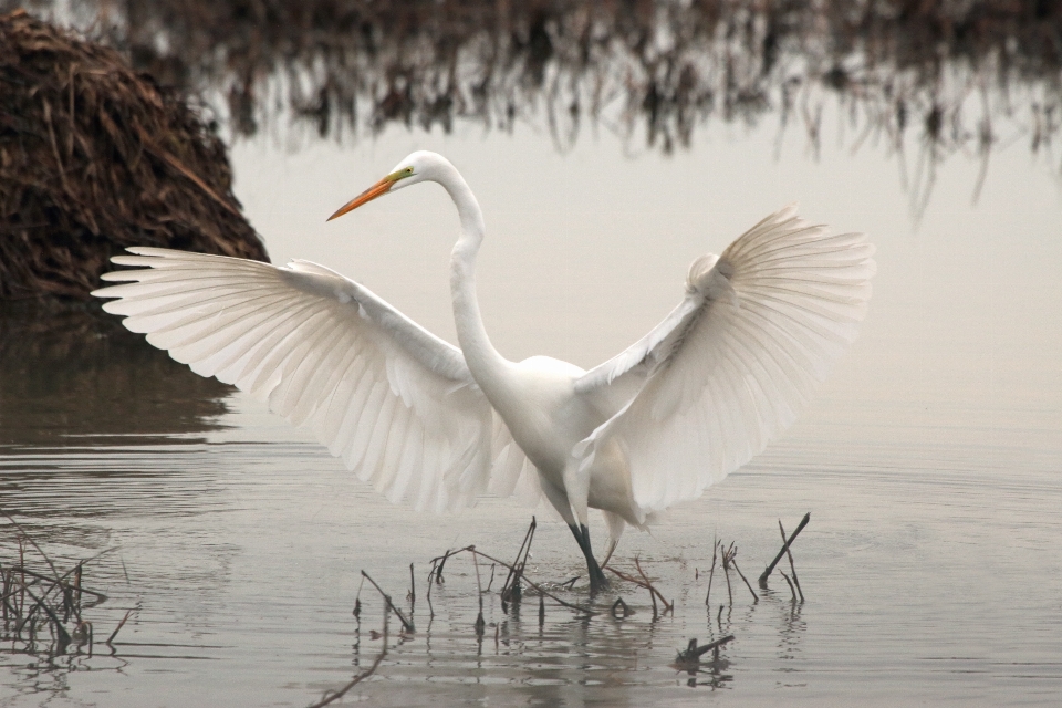 Oiseau aile faune réflexion