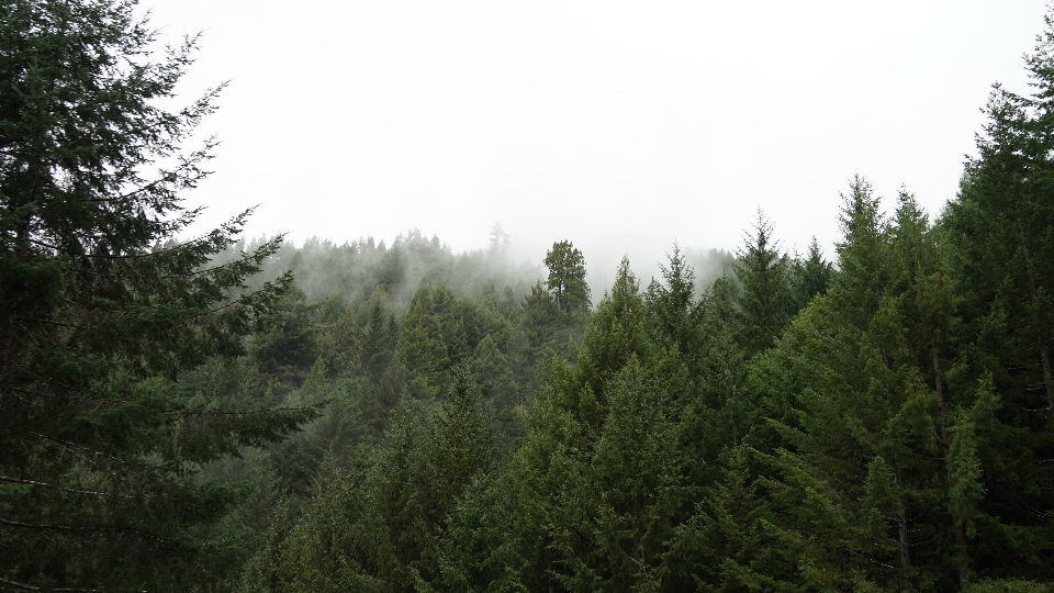 árbol bosque desierto
 montaña