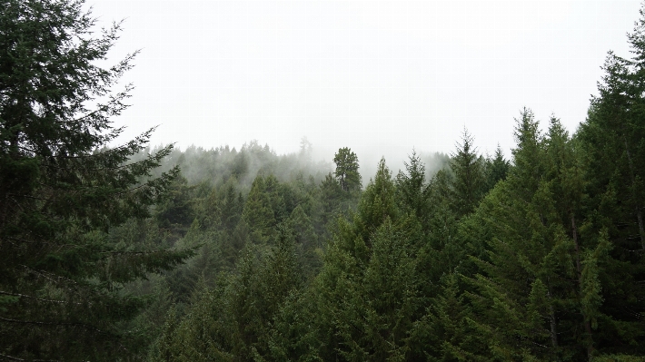 Tree forest wilderness mountain Photo