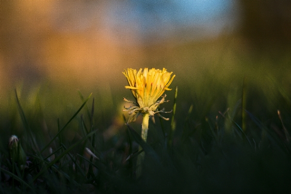 Nature grass light plant Photo