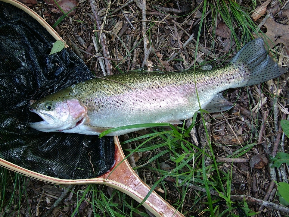 Peixe fauna vertebrado
 truta
