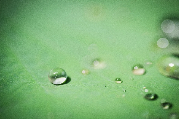 Water drop dew photography Photo