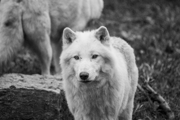 Photo Noir et blanc
 chien faune mammifère