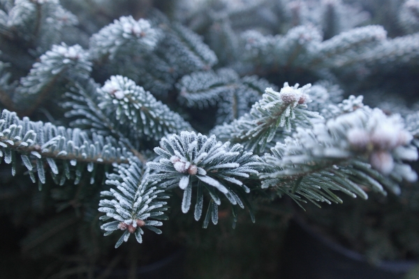 Tree branch snow plant Photo