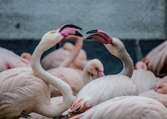 鳥 羽 嘴 ピンク 写真