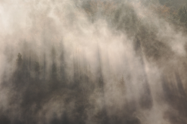 Nature forest grass cloud Photo