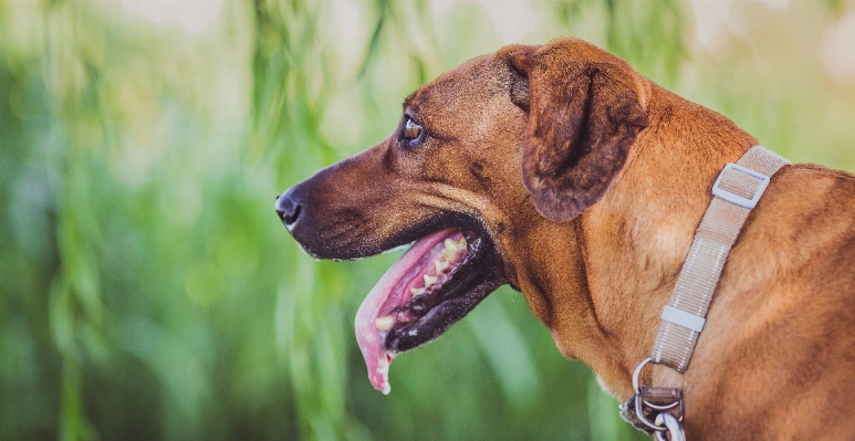 Foto Cucciolo cane animale domestico