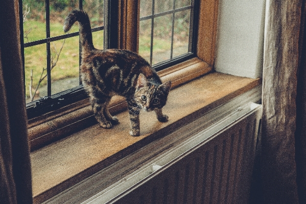 Foto Kayu rumah lantai jendela