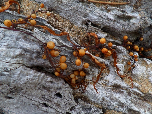 Beach driftwood tree nature Photo