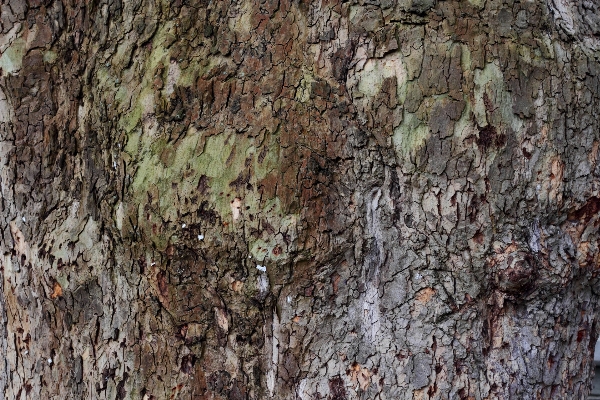 Tree branch plant wood Photo