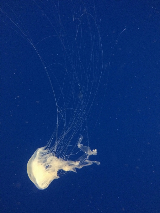 Sky underwater biology jellyfish