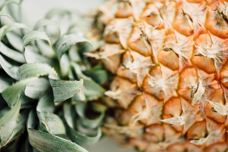 Plant fruit leaf flower