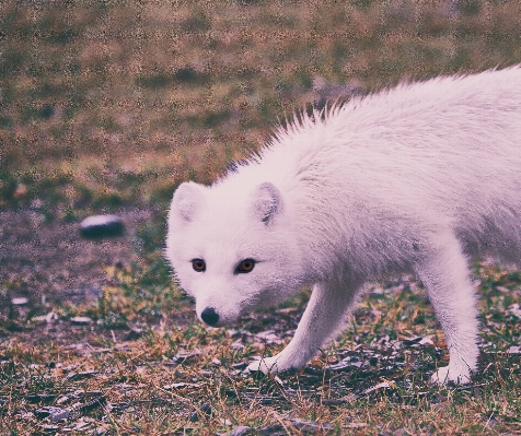 Wildlife mammal fox fauna Photo