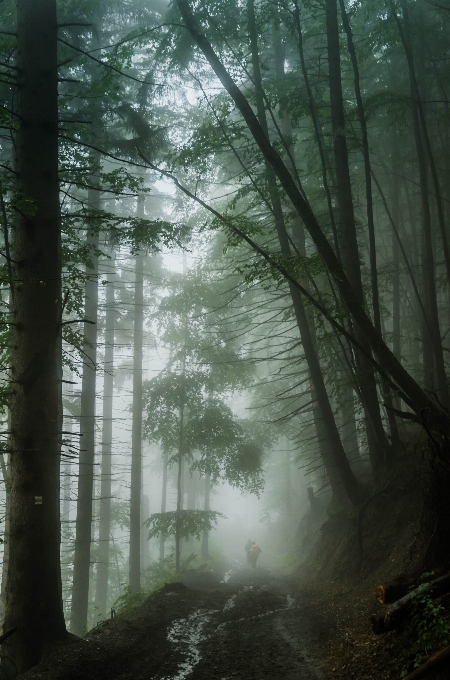 Albero natura foresta ramo