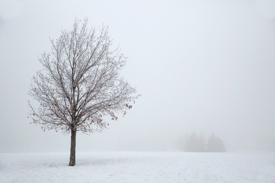 Tree branch snow winter