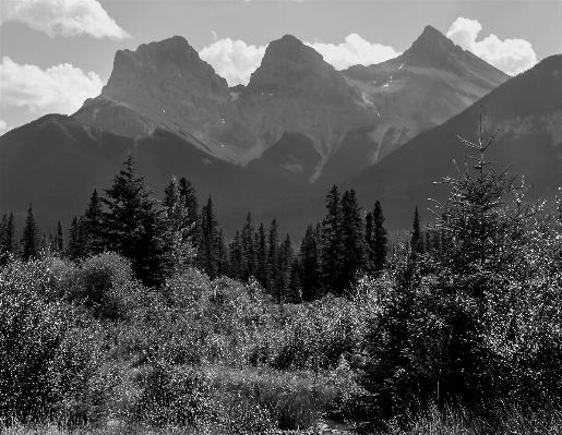 Landscape tree nature forest Photo