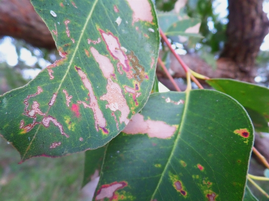 Tree nature branch plant Photo