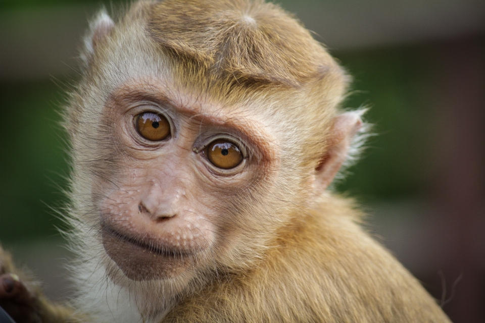 野生動物 哺乳類 fauna 霊長類