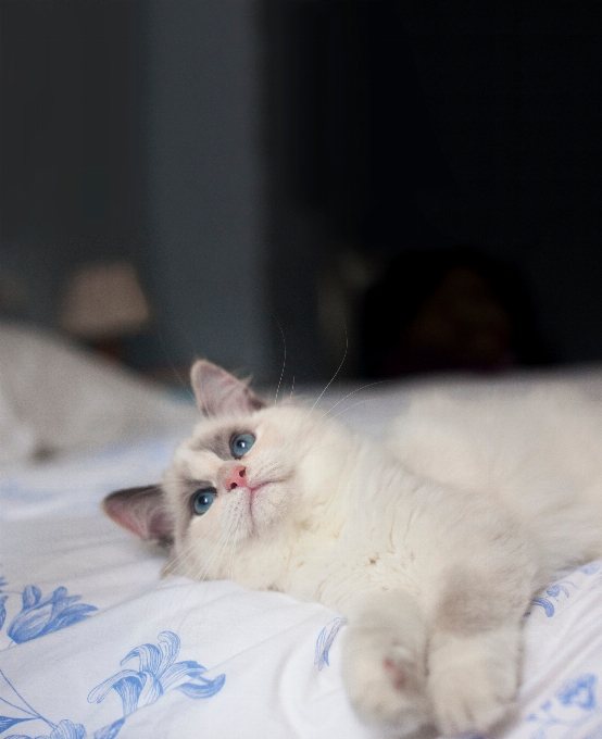 White kitten cat mammal