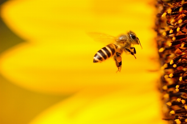 Wing photography flower flying Photo