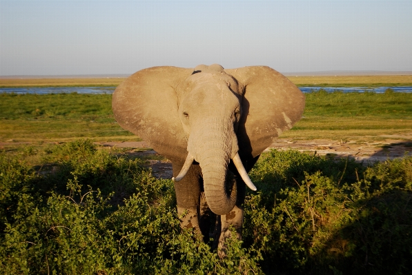 Prairie adventure wildlife herd Photo