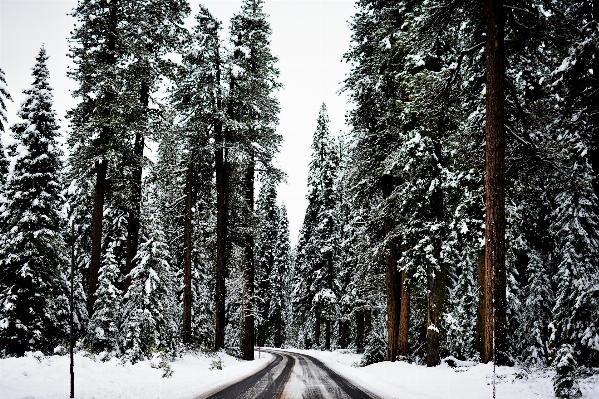 Photo Arbre forêt bifurquer neige