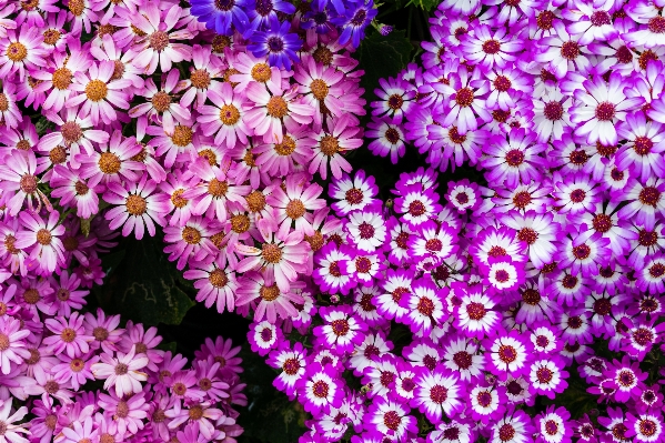 Blossom plant flower petal Photo