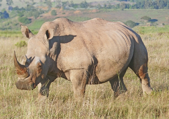 Prairie adventure wildlife horn Photo