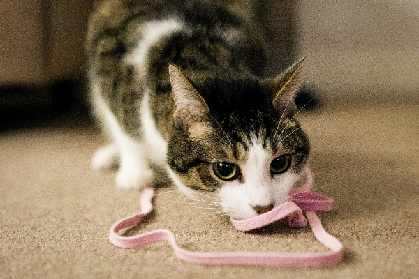 Foto Anak kucing mamalia merapatkan
