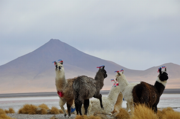 Camel mammal fauna llama Photo