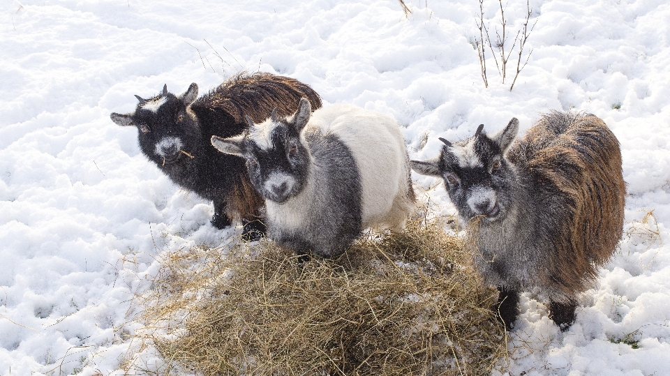 Neve inverno fazenda animais selvagens