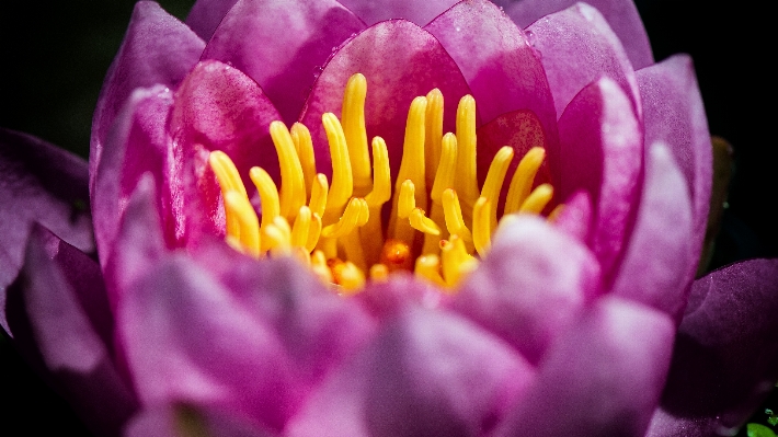 Blossom plant photography flower Photo