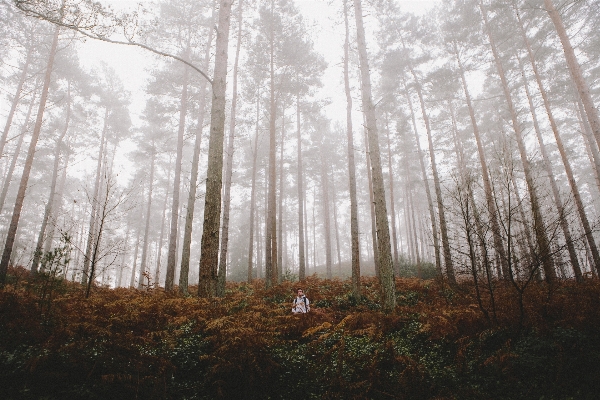 Foto Albero natura foresta selvaggia
