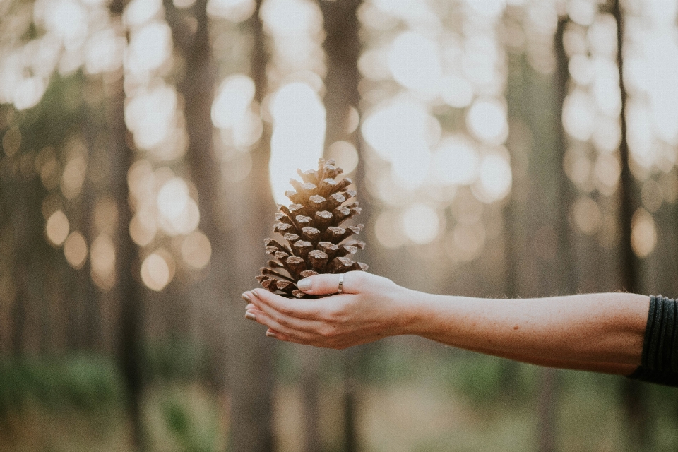 Hand baum zweig fotografie