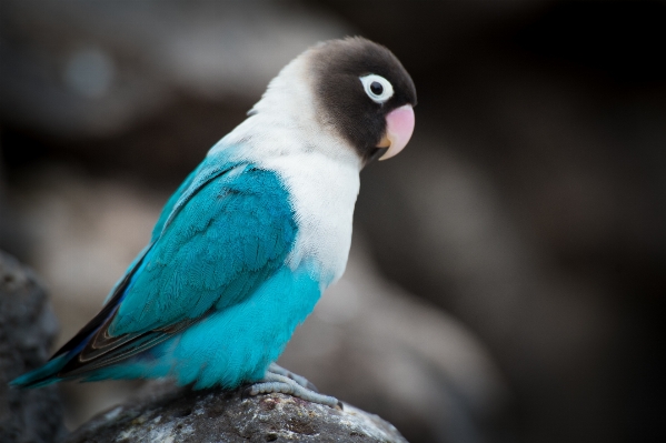 Bird wing wildlife beak Photo