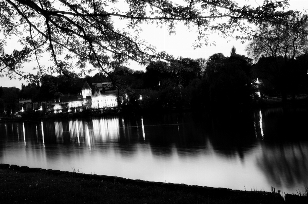 Tree light black and white lake Photo