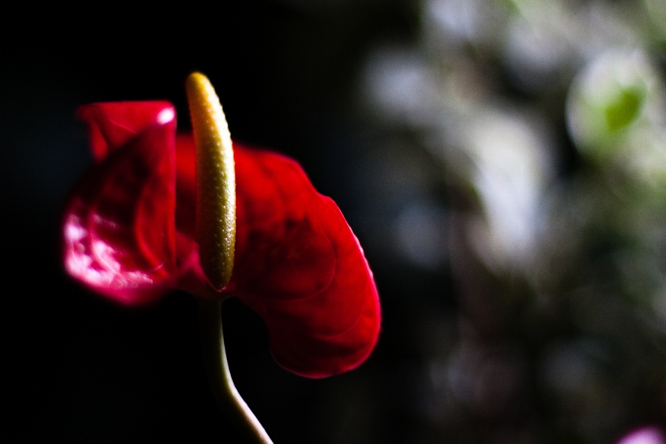 Florecer invierno planta fotografía