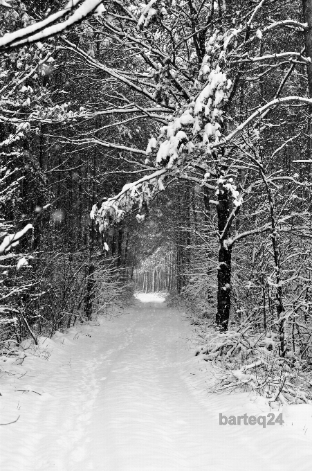 árbol bosque rama nieve