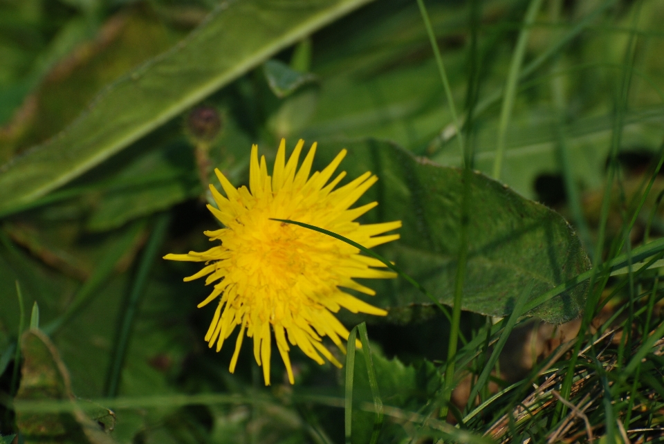 Nature grass plant field