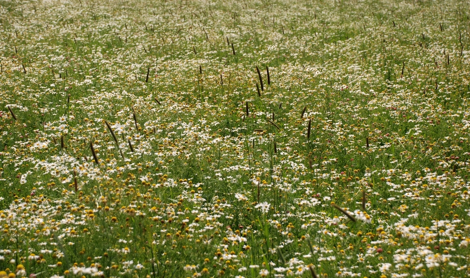 Erba pianta campo prato