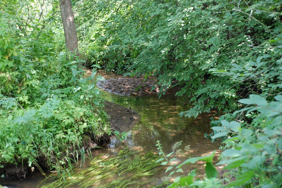 Bosque camino flor río