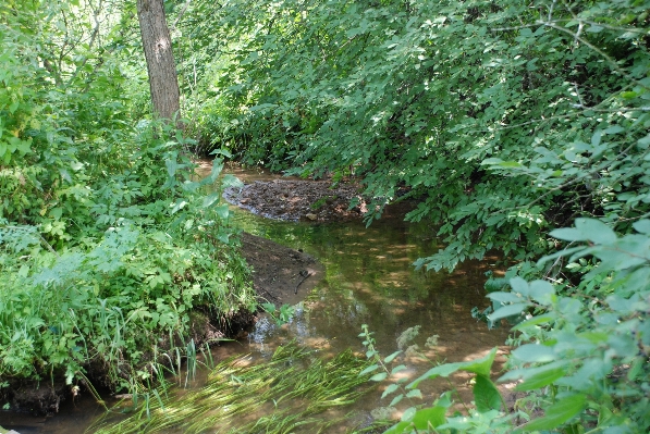 Forest trail flower river Photo