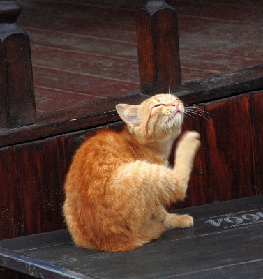 Foto Alam satwa peliharaan anak kucing