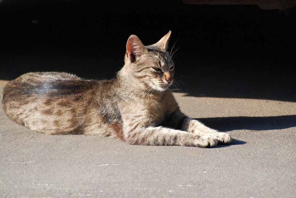 Natura animale domestico gattino