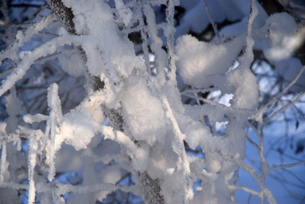 Tree branch snow winter Photo