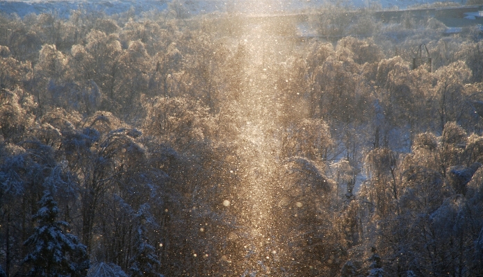 Foto árbol naturaleza bosque nieve